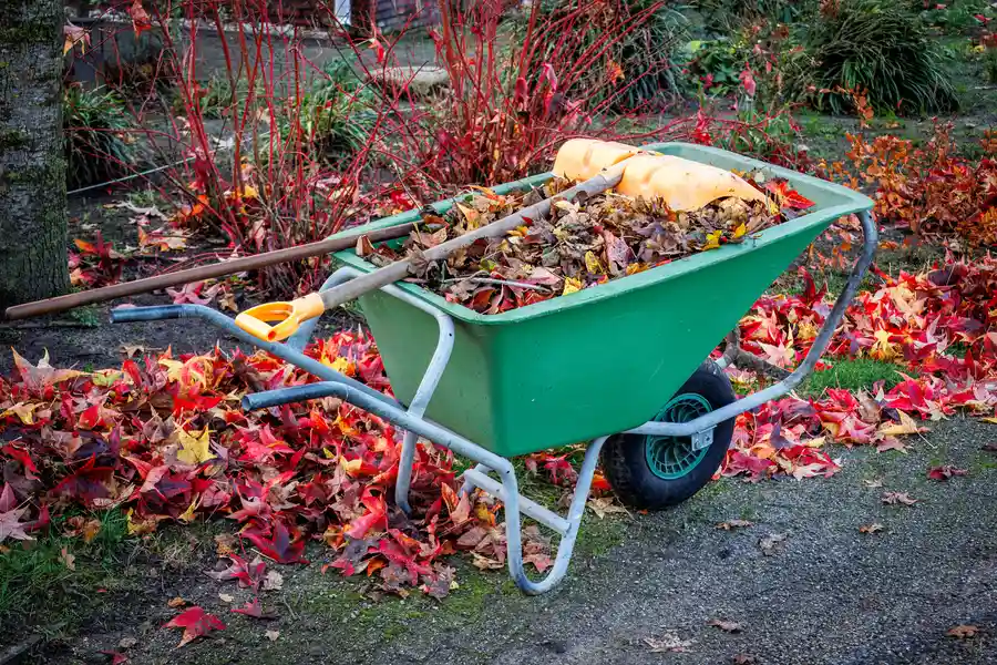How To Prepare Your Yard For Efficient Waste Removal Pattersonville, NY