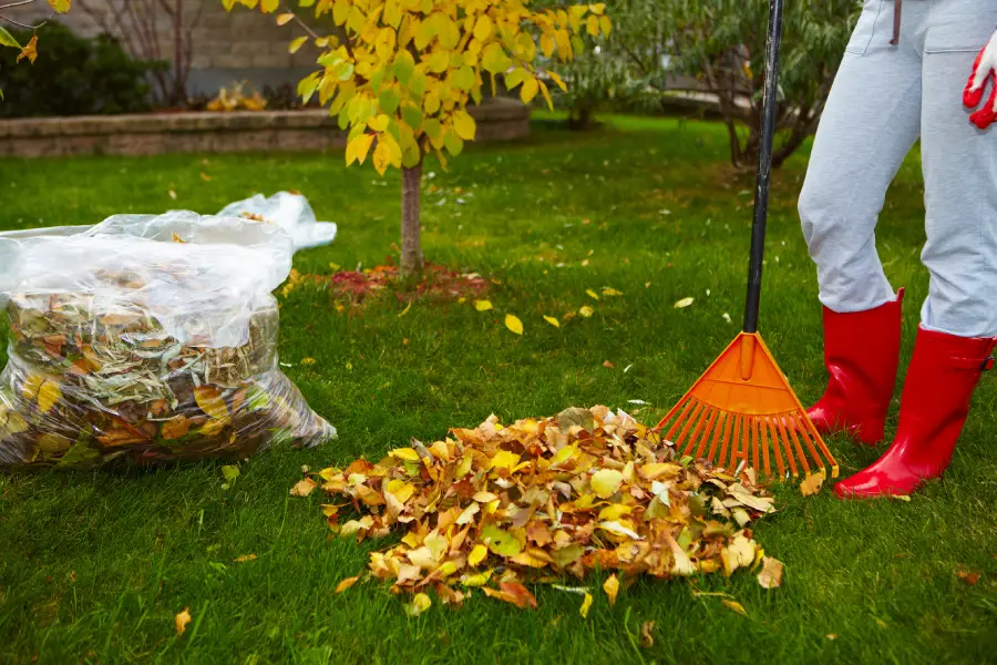Superior Yard Waste Removal Pattersonville, NY